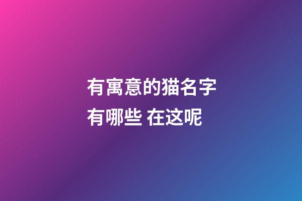 有寓意的猫名字有哪些 在这呢